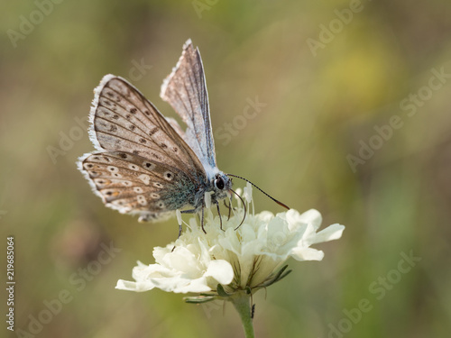 The chalkhill blue (Polyommatus coridon) is a butterfly in the family Lycaenidae. © sleepyhobbit