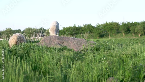 Lamb playing on stone while it's mother sheep aets grass amager copenhagen denmark summer 2018 photo