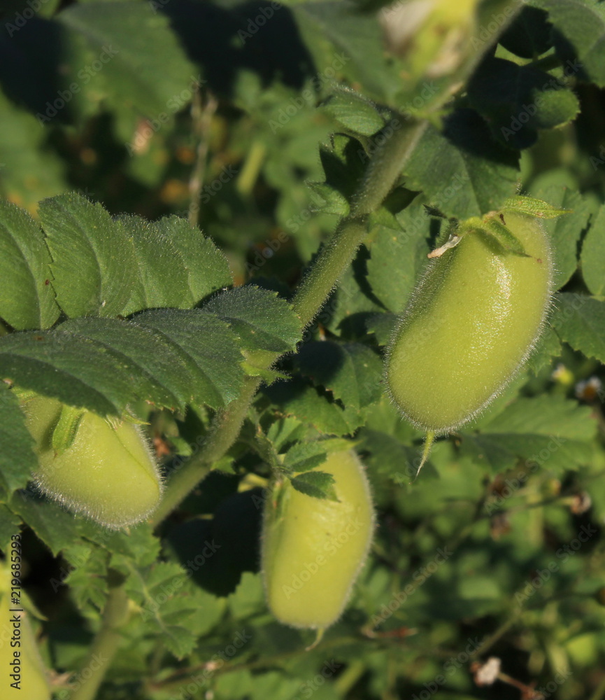Obraz premium Green fruit of chickpeas