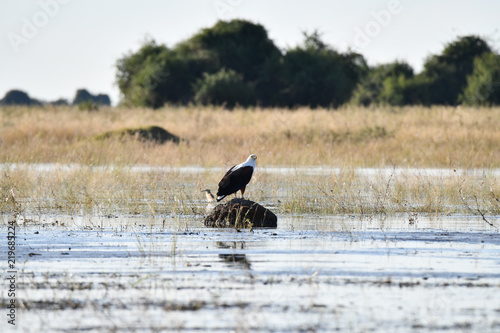 Fish Eagle Chobe River photo