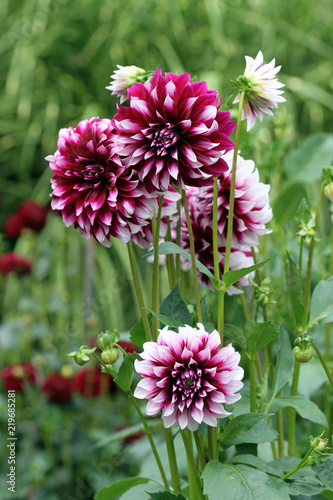 Fototapeta Naklejka Na Ścianę i Meble -  Dalie