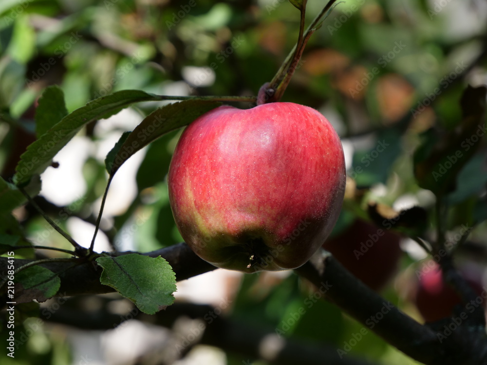 red apple, fruit red apple, fruit