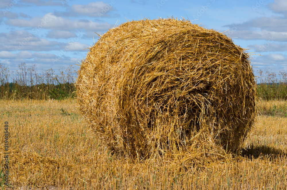 Hay bale. Rural landscape with blue sky. Harvesting straw in the meadow