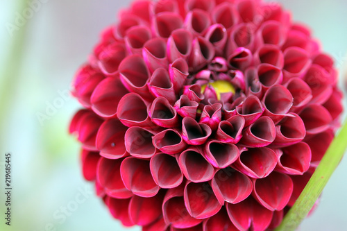 Fototapeta Naklejka Na Ścianę i Meble -  Dalia Viola