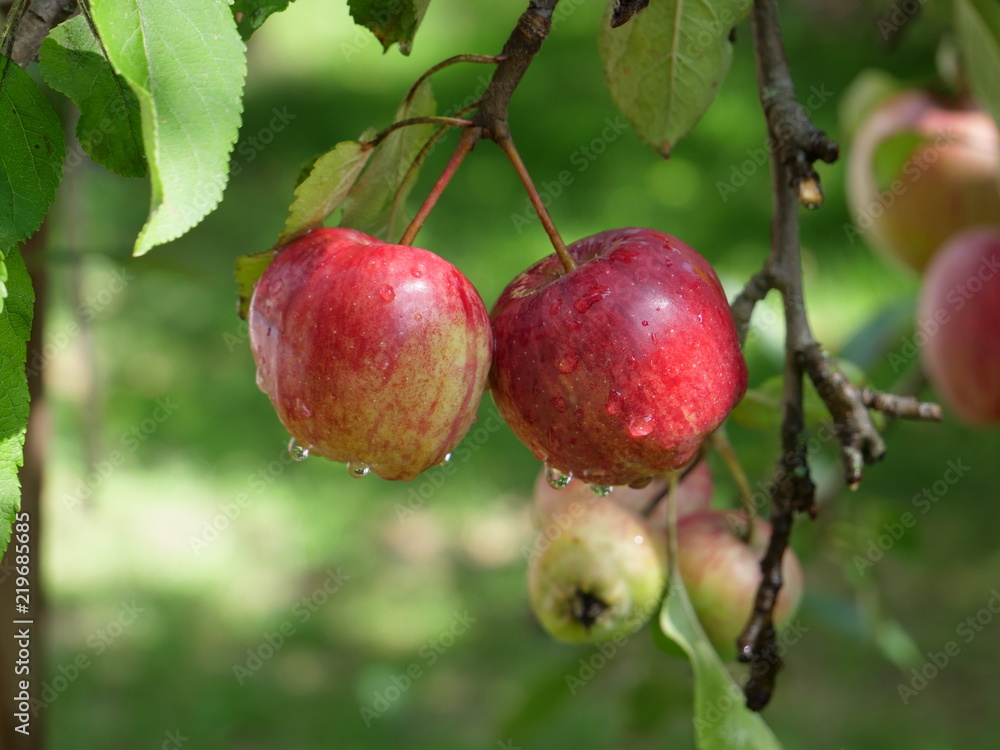 red apple, fruit red apple, fruit