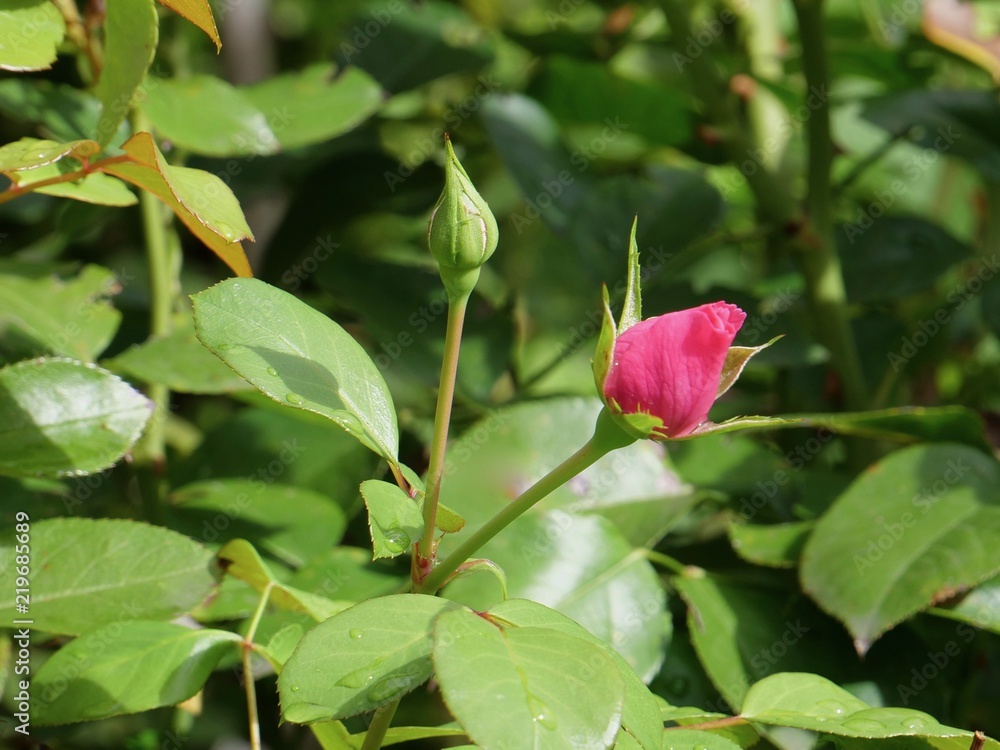 Rose in the Garden Rose in the Garden
