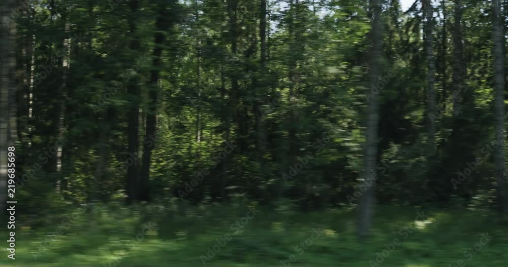 Slow motion green mixed forest on summer sunny day side view from moving car Slow motion green mixed forest on summer sunny day side view from moving car