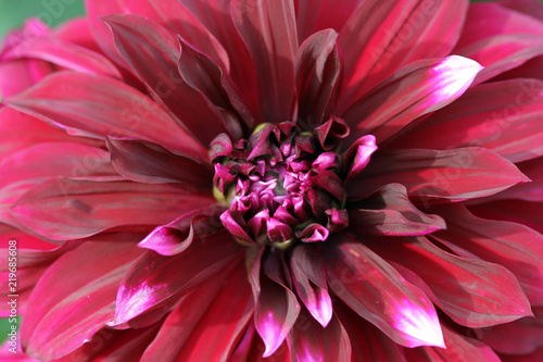 Fototapeta Naklejka Na Ścianę i Meble -  Dalia Rossa