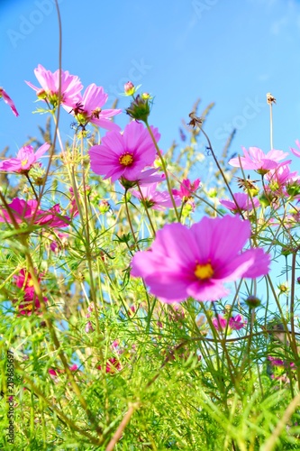 Blumenwiese im Sommer - Cosmea