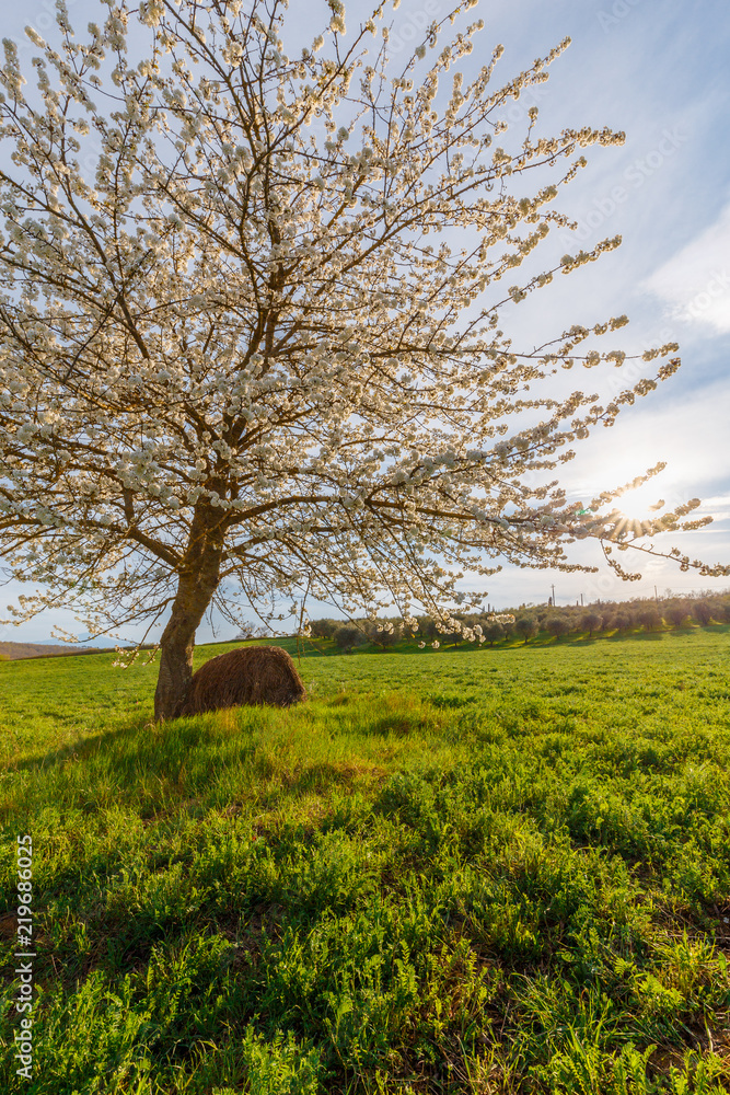 Lonely standing flowering tree. Blooming apple tree. Flowering pear. The tree stands in the middle of the field. A haystack lies next to the tree.