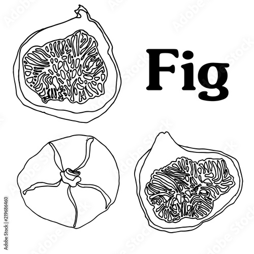 fig fruit cartoon vector sketch for banner stiker postcard