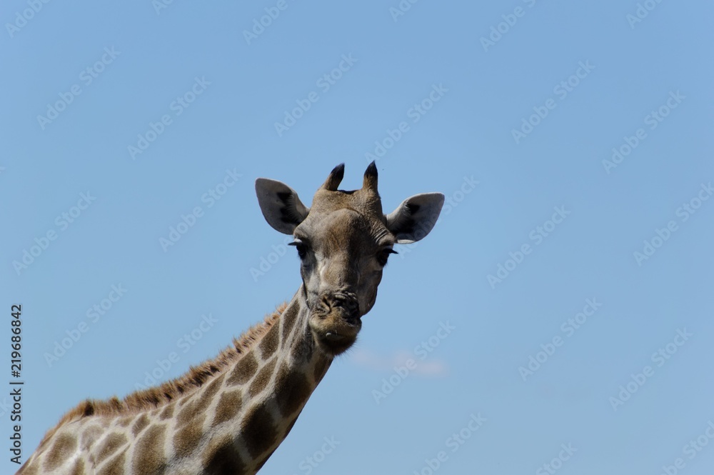 Giraffa's head