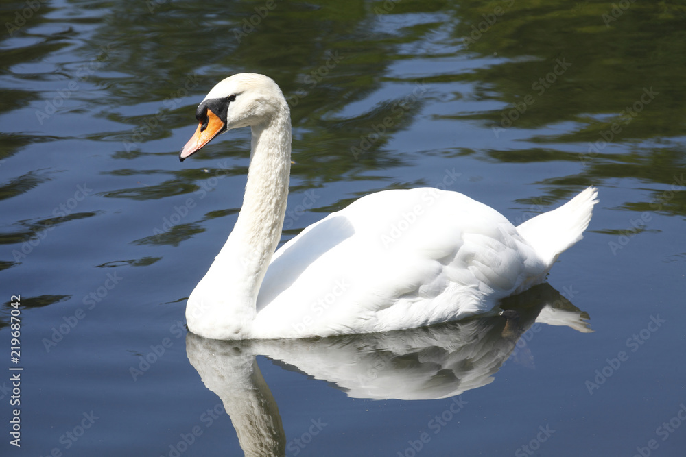 Fototapeta premium Schwan