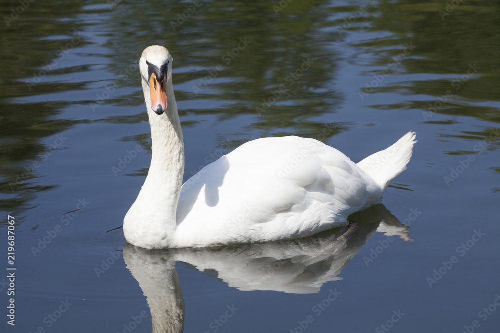 Obraz premium Schwan