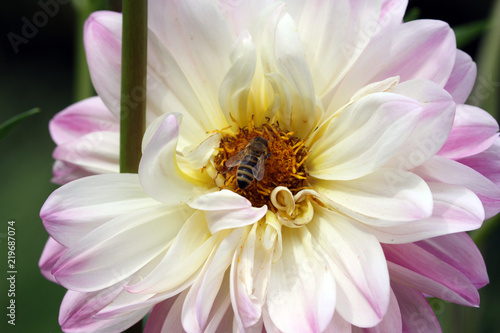 Fototapeta Naklejka Na Ścianę i Meble -  un'ape su una dalia