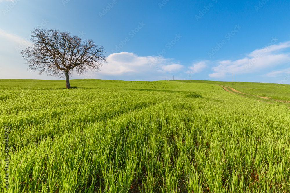 Lonely standing tree. The tree stands in the middle of the field. Two trees stand in the middle of a green field. Lonely standing tree. The tree stands in the middle of the field. Two trees stand in the middle of a green field.