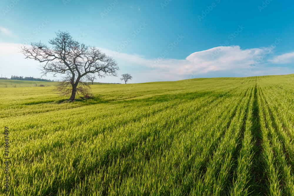 Lonely standing tree. The tree stands in the middle of the field. Two trees stand in the middle of a green field.