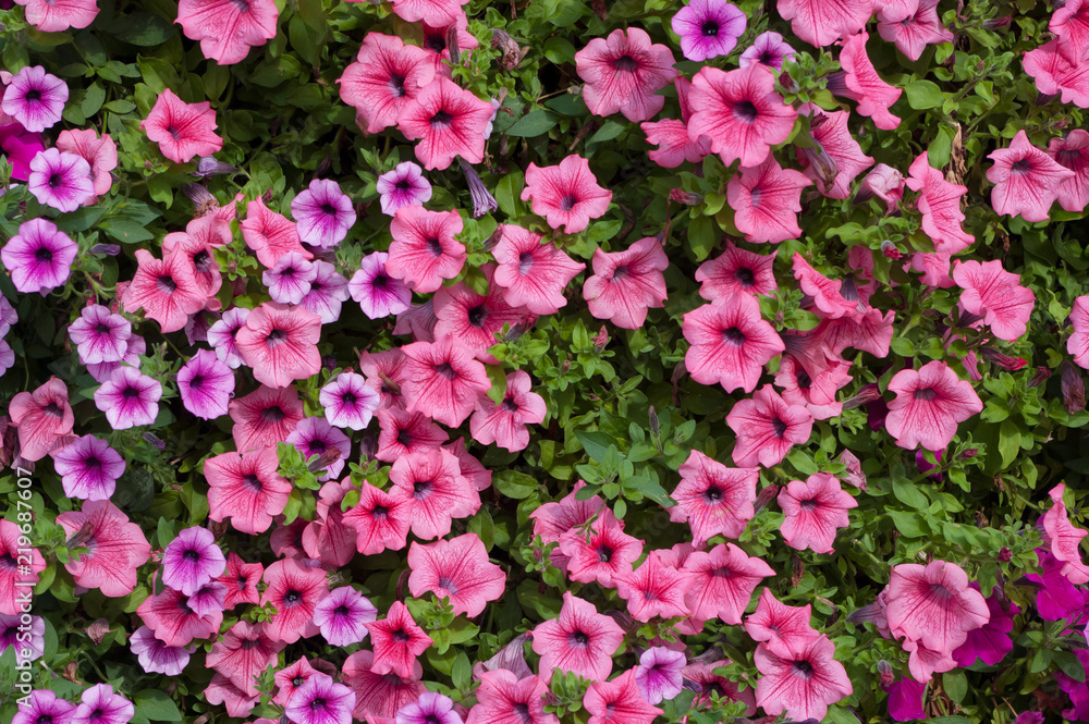 A close-up view of the plant flowers named Petunia surfinia. A close-up view of the plant flowers named Petunia surfinia.