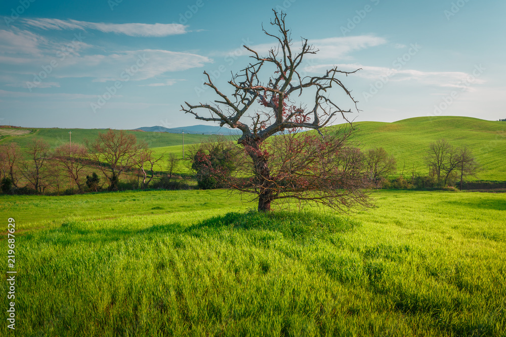 Lonely standing tree. The tree stands in the middle of the field. Two trees stand in the middle of a green field. Tuscany. Italy Lonely standing tree. The tree stands in the middle of the field. Two trees stand in the middle of a green field. Tuscany. Italy
