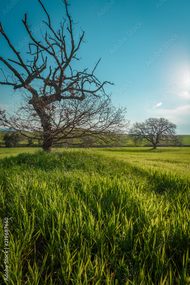 Lonely standing tree. The tree stands in the middle of the field. Two trees stand in the middle of a green field. Tuscany. Italy Lonely standing tree. The tree stands in the middle of the field. Two trees stand in the middle of a green field. Tuscany. Italy