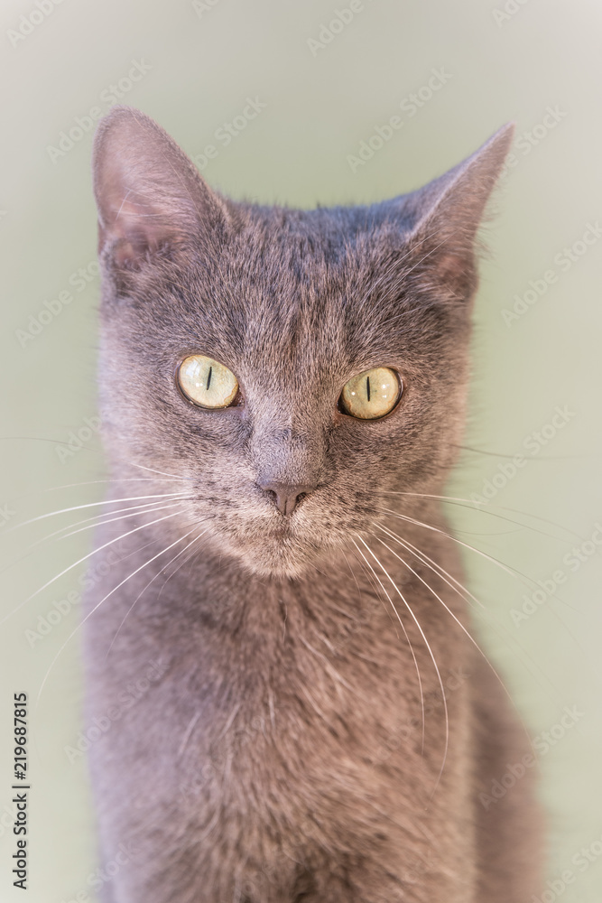 Portrait of domestic happy cat at smooth background