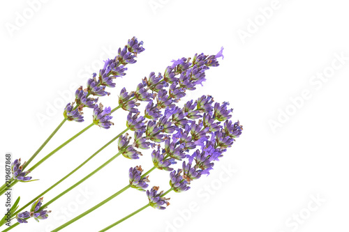 Fototapeta Naklejka Na Ścianę i Meble -  Lavender flowers isolated on white background. 