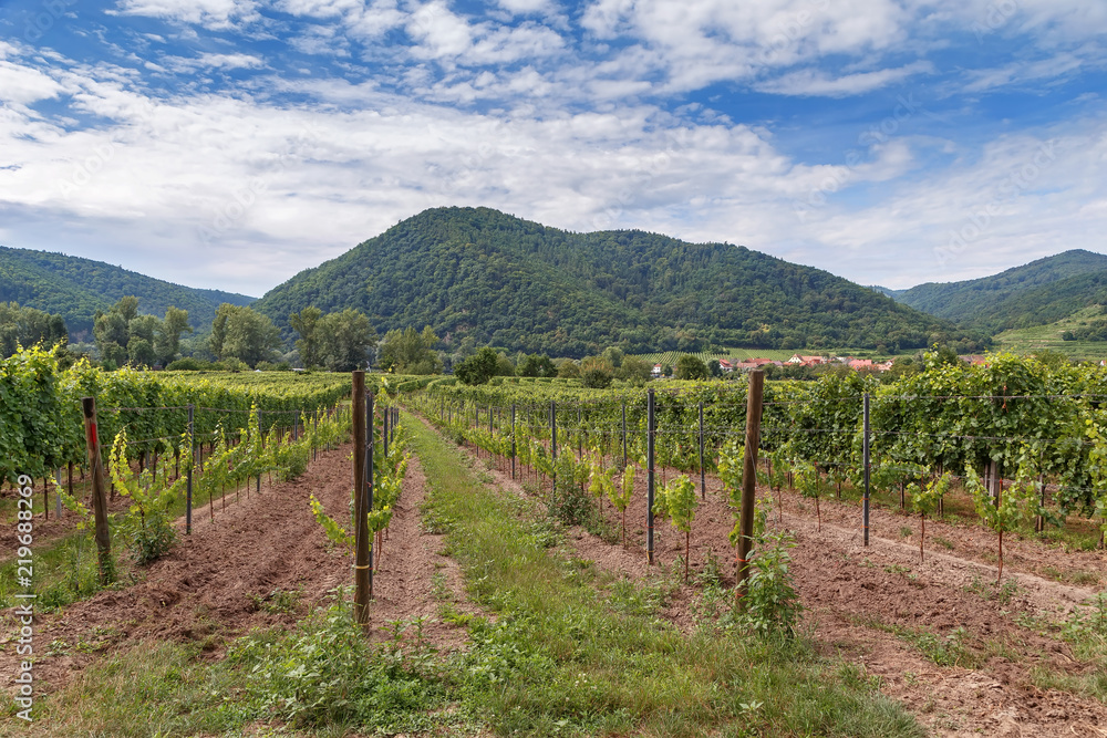Vineyard near Durnstein, Austria