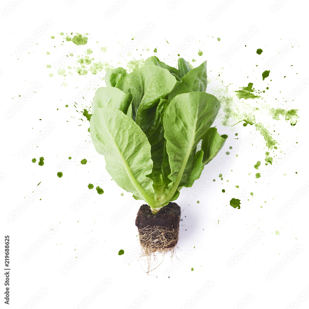 Fresh green lettuce leaves with watercolor green splash, isolated on white background Fresh green lettuce leaves with watercolor green splash, isolated on white background