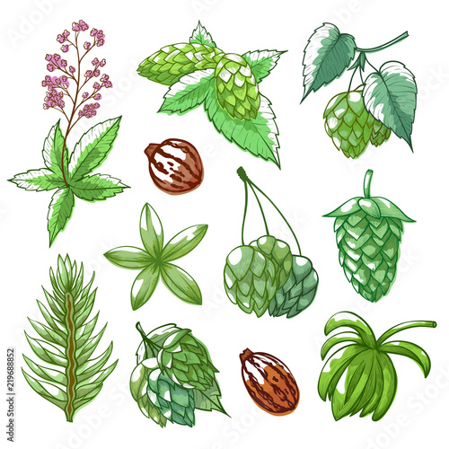 Hops plant hand drawn isolated from background