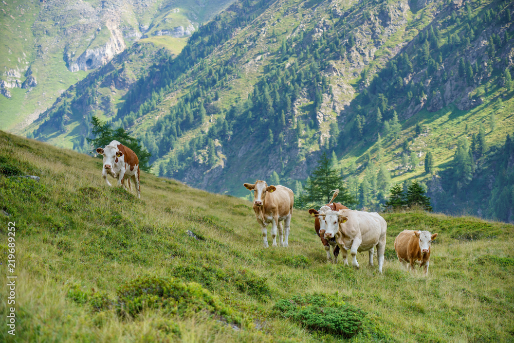 tuchmoaralm tuchmoaralm