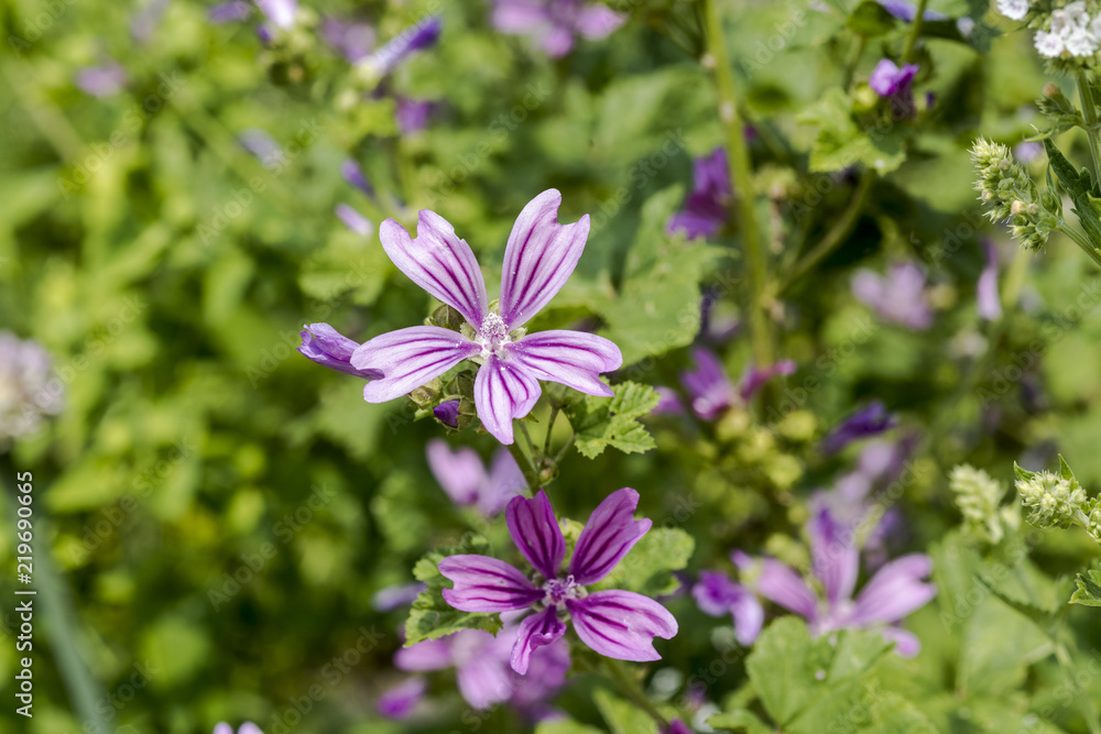 A group of common mallow flowers Malva sylvestris blooming. Botanical Garden, Frankfurt, Germany, Europe. A group of common mallow flowers Malva sylvestris blooming. Botanical Garden, Frankfurt, Germany, Europe.