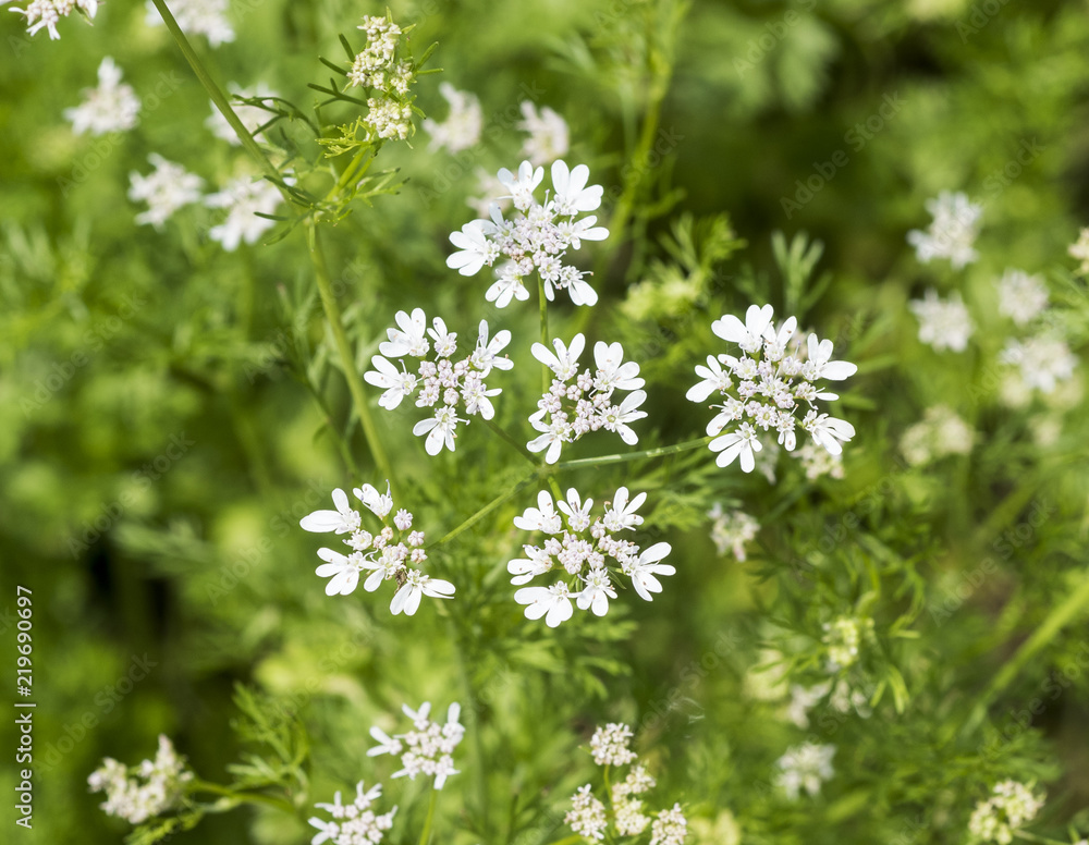 Coriander plant in flower (Coriandrum sativum). Botanical Garden, Frankfurt, Germany, Europe Coriander plant in flower (Coriandrum sativum). Botanical Garden, Frankfurt, Germany, Europe