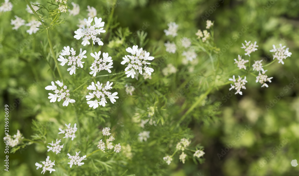 Coriander plant in flower (Coriandrum sativum). Botanical Garden, Frankfurt, Germany, Europe Coriander plant in flower (Coriandrum sativum). Botanical Garden, Frankfurt, Germany, Europe