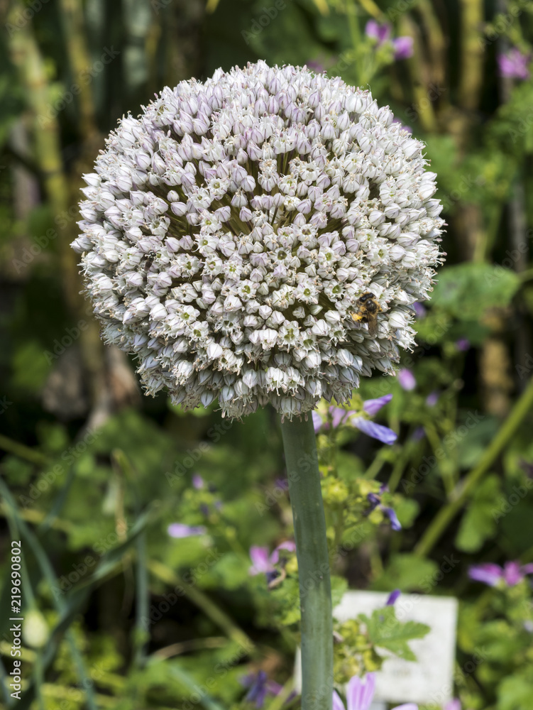 Fototapeta premium Flowering Leek (Allium nigrum) in a garden. Botanical Garden, Frankfurt, Germany, Europe