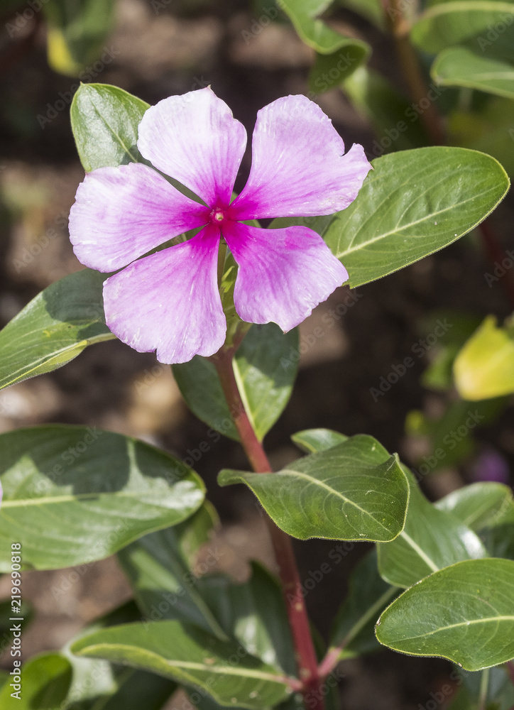 Rose periwinkle flowers (Catharanthus roseus), Botanical Garden, Frankfurt, Germany, Europe
