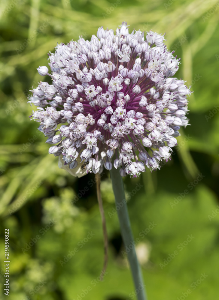 Flowering Leek (Allium nigrum) in a garden. Botanical Garden, Frankfurt, Germany, Europe Flowering Leek (Allium nigrum) in a garden. Botanical Garden, Frankfurt, Germany, Europe