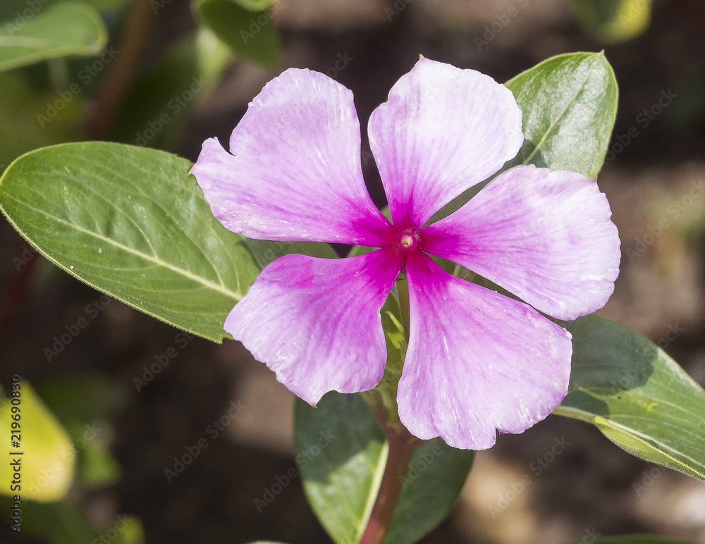 Rose periwinkle flowers (Catharanthus roseus), Botanical Garden, Frankfurt, Germany, Europe