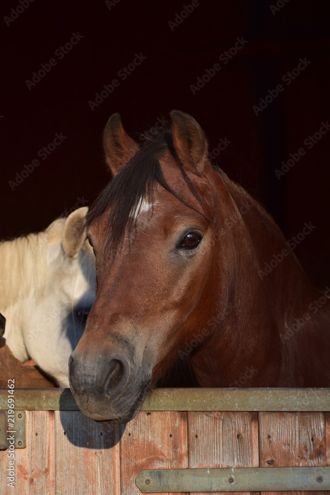 Obraz premium Portrait of a pony in the evening sun.