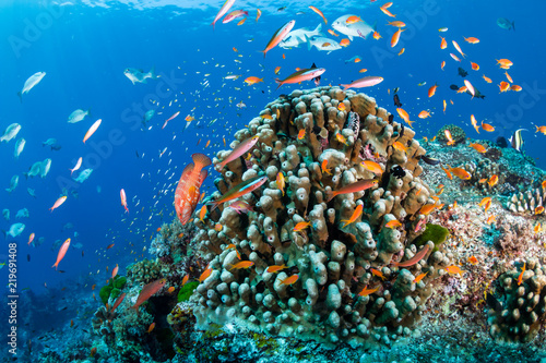 Brightly colored tropical fish swimming around a healthy coral reef