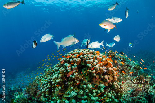 Fototapeta Naklejka Na Ścianę i Meble -  Brightly colored tropical fish swimming around a healthy coral reef