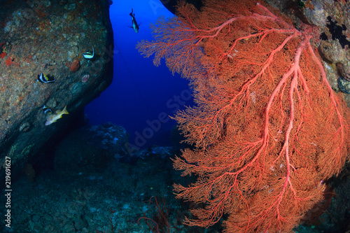Beautiful underwater scenery and rock formations on a tropical coral reef © whitcomberd