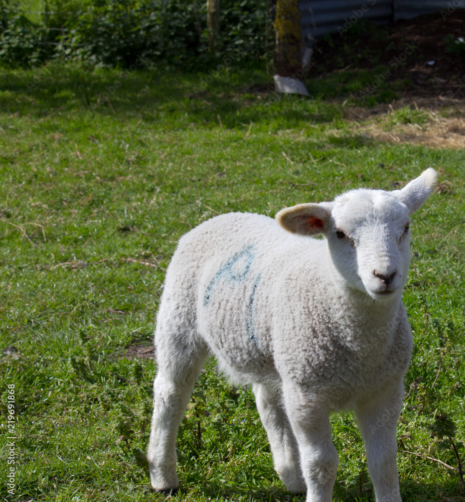 Obraz premium lamb in a field 