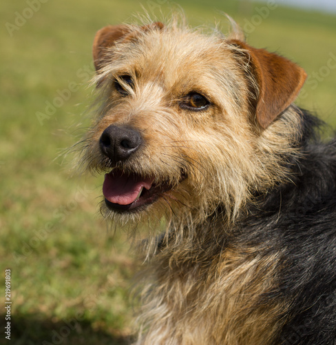 happy terrier dog