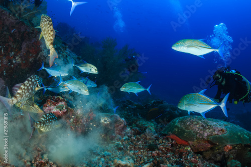 Fototapeta Naklejka Na Ścianę i Meble -  Emperor and Trevally hunting on Richelieu Rock, Thailand