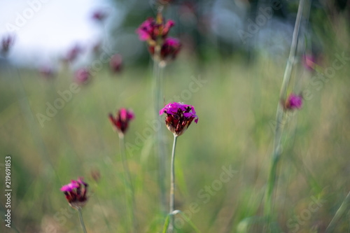 Flowering Dianthus cruentus in the field. photo