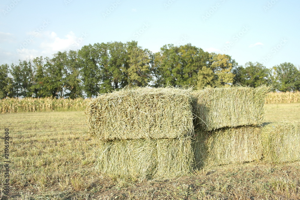 sheaves of hay on the field