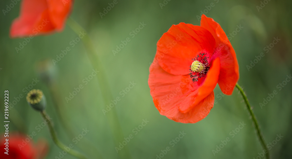 Fototapeta premium Makro dzikie kwiaty maku w polu