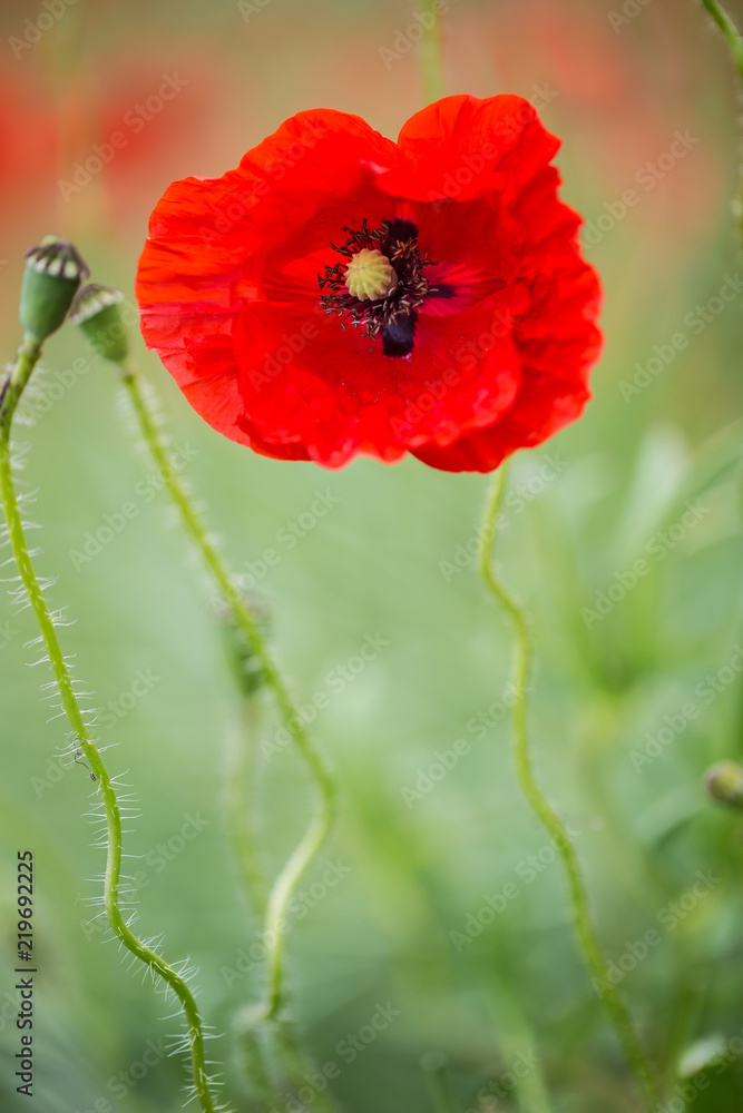 Obraz premium Close-up wild poppy flowers in a field