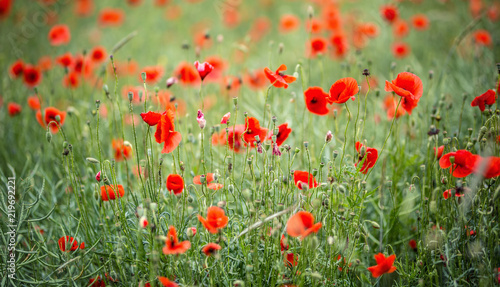 Close-up wild poppy flowers in a field