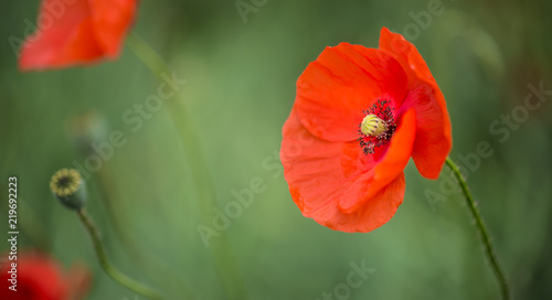 Fototapeta Naklejka Na Ścianę i Meble -  Close-up wild poppy flowers in a field
